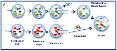 Mitochondrial transfer