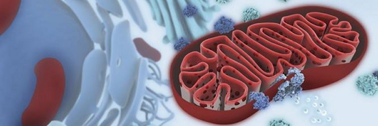 Mitochondrion