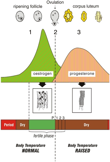 Diagram of female fertile cycle